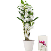 Morrisons The Best Indoor Dendrobium Orchid